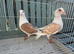 Racing pigeons