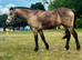 Beautiful 3 Year Old Welsh Part Bred