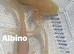 GOLD AXOLOTLS