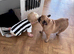 Female French bulldog 5 years