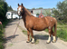 Sec A gelding