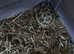 Horsefield tortoise
