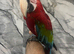 Baby Handreared Super Tame Cuddly Friendly Greenwing Macaw Parrot,5