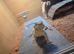 Bearded dragon and vivarium