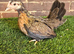 Serama Pullets