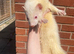 5 stunning little girls looking for forever homes
