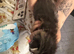 Beautiful kittens ready to leave 23/08/26