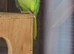 Breeding pair of ring necks