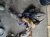 Lurcher pups 8 week old