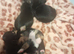 Jackhunds