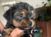 Yorkshire terrier puppies