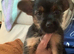 Yorkie/Chihuahua , bl/t ,1merle