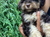 Beautiful liver and tan miniature schnauzer puppies