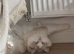 Rehoming 2 gorgeous boys