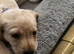 For sale fox red and golden Labrador puppies