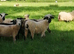 Ewe hogs all born 2025