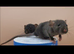 Dwarf rats