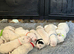 9 Beautiful Dalmation puppies