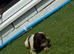 Cocker spaniel puppies