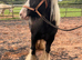 Super heavy weight mare