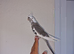 Super silly hand tamed baby cockatiels for sale