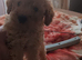 Beautiful cockapoo male