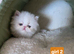 Last Beautiful Persian Girl Available ️14. 09