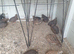 Quail