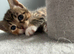 Female kitten ( peach )