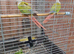 Conure