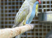Ring neck parrot