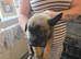 Belgian malinois