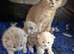 British shorthair girl