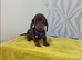 Chocolate and tan dashund puppy last 1 reaming