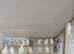 Albino and pieds for sale