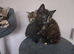 Cute Fluffy Kittens
