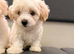 Adorable Bichon Fris&eacute; Puppies lookin for new home