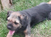 Blue and tan K.C. reg dog