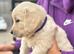 Beautiful golden retriever babies
