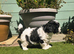 Stunning Lhasapoo Puppies Ready Next Week!