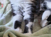 Gorgeous Raggamuffin x kittens.