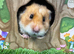 Syrian Hamster Girl Female