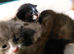 4 kittens ready in 4weeks