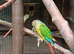 Conures