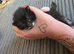 Two beautiful black and white boy kittens