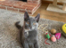 Beautiful kitten girls