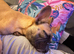 Frenchie boy 8 months