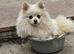 2yr female cream pomeranian