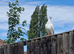 White pigeon for sale