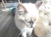2 female ragdoll kittens